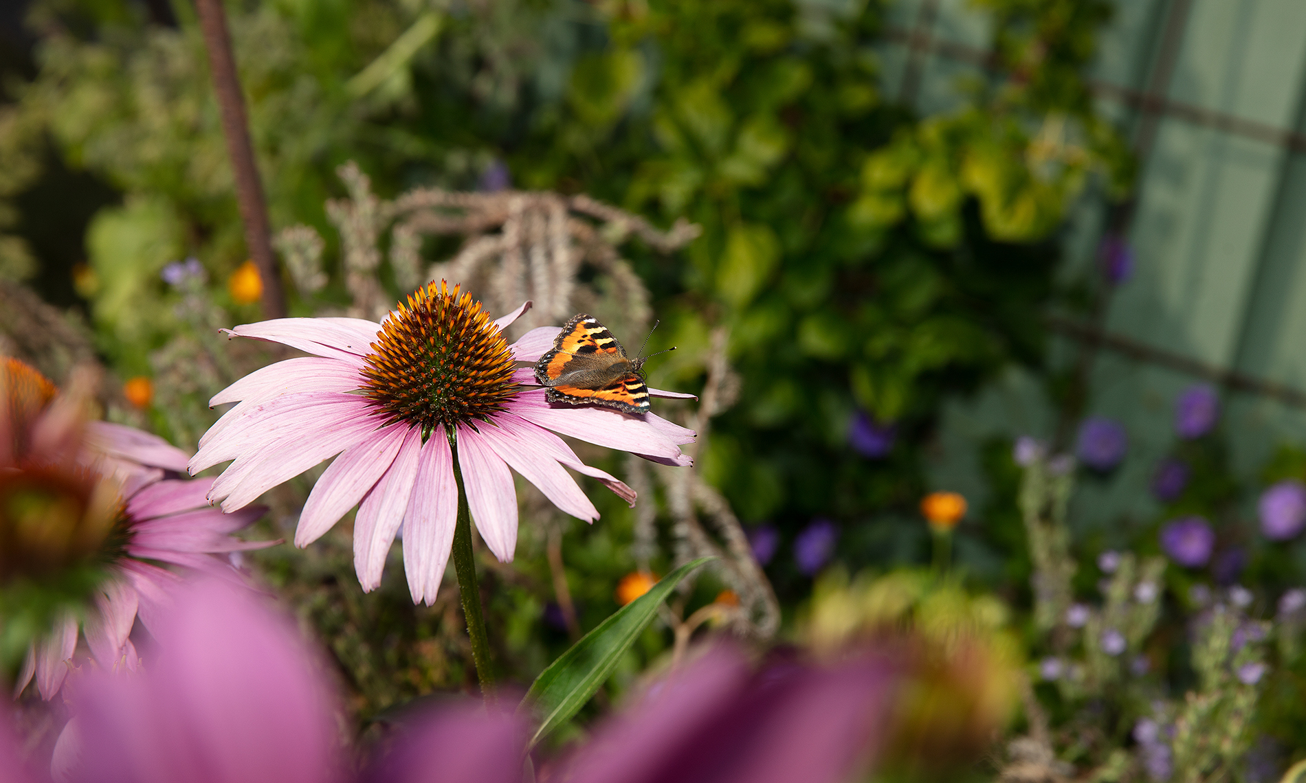 fjäril på blomma i trädgård